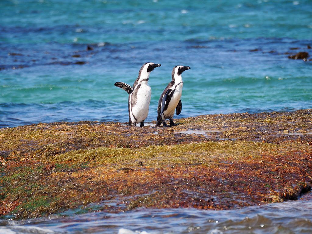 Dos pingüinos africanos sobre las rocas de Boulders Beach, con el agua turquesa detrás