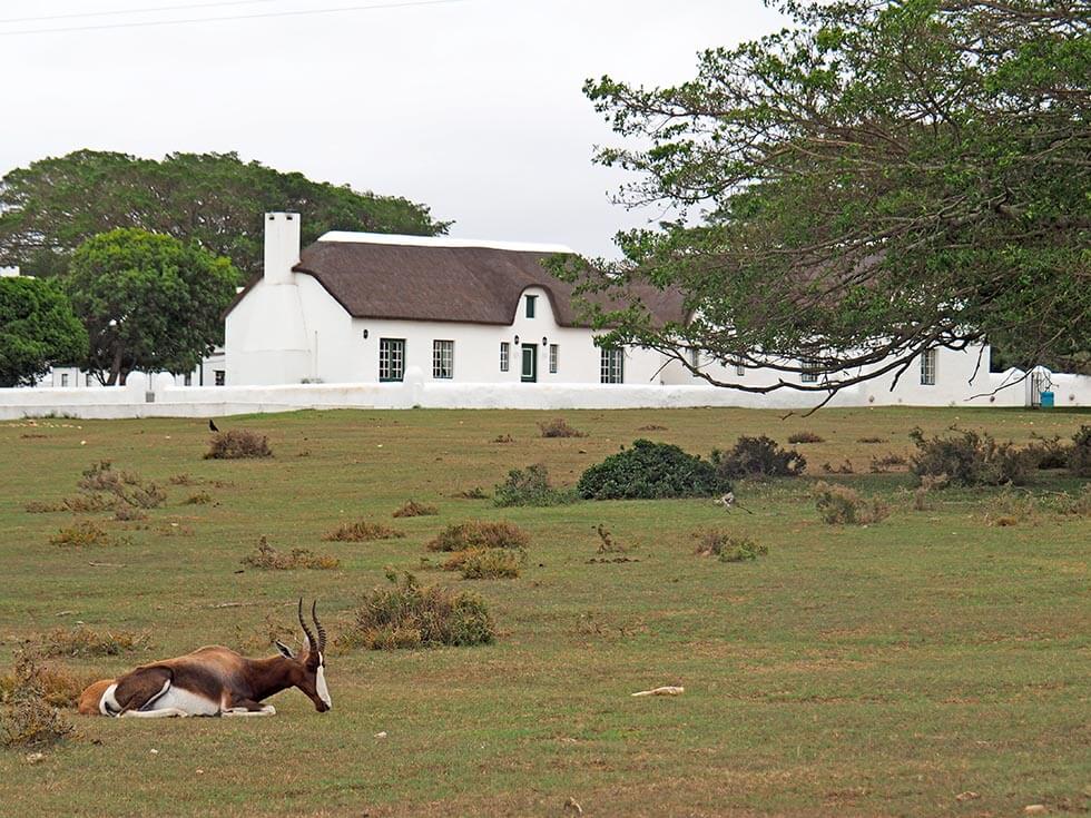 Casa blanca de estilo colonial en la reserva de De Hoop, con un antílope bontebok tumbado en el prado de delante