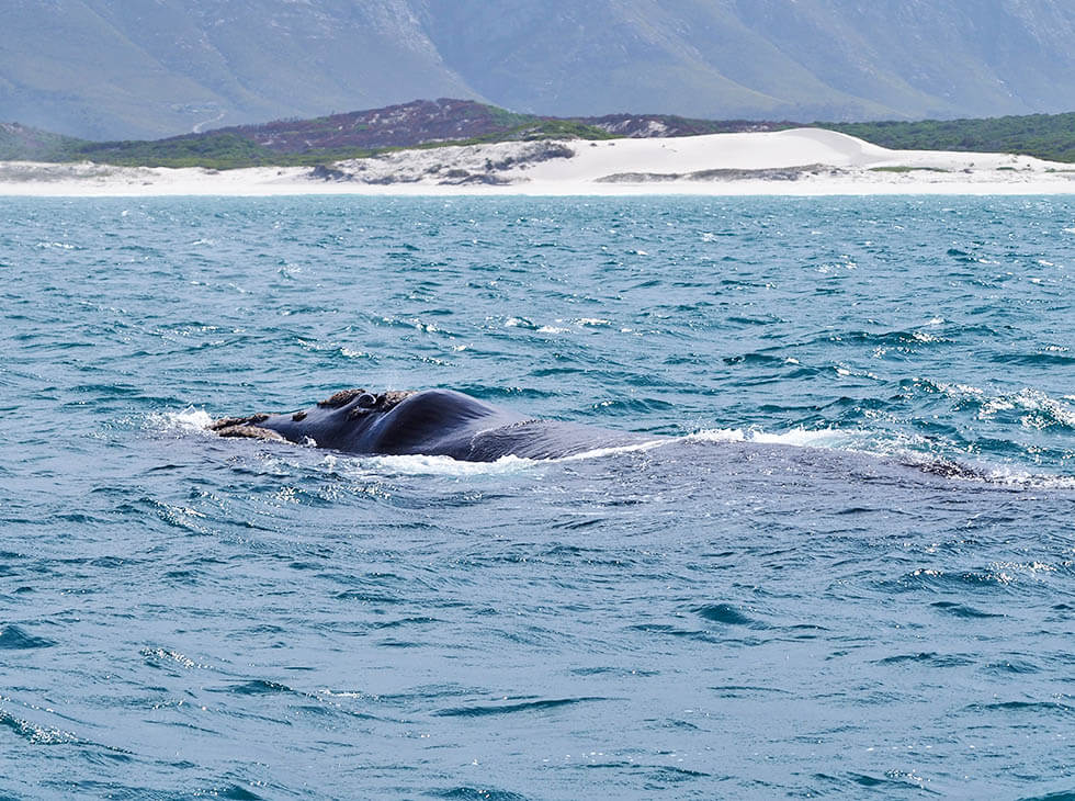 El lomo de una ballena franca austral asomando en el agua junto a la costa de Hermanus