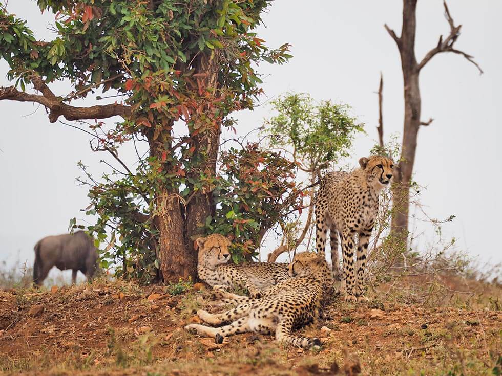 Tres guepardos tumbados en un montículo bajo un árbol, en el Kruger