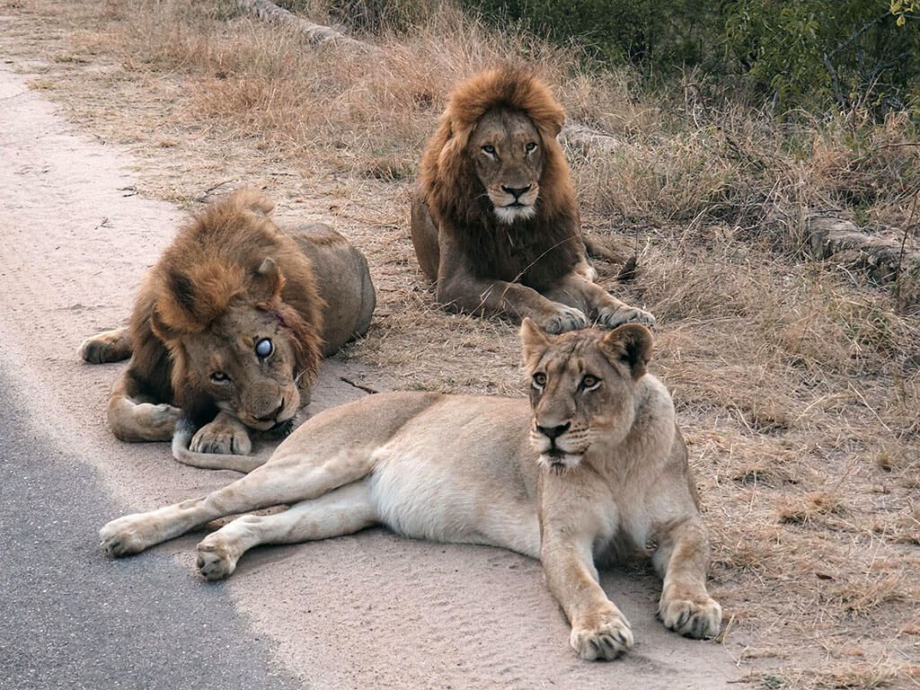 Tres leones tumbados en el arcén de una pista del Kruger, vistos desde el coche