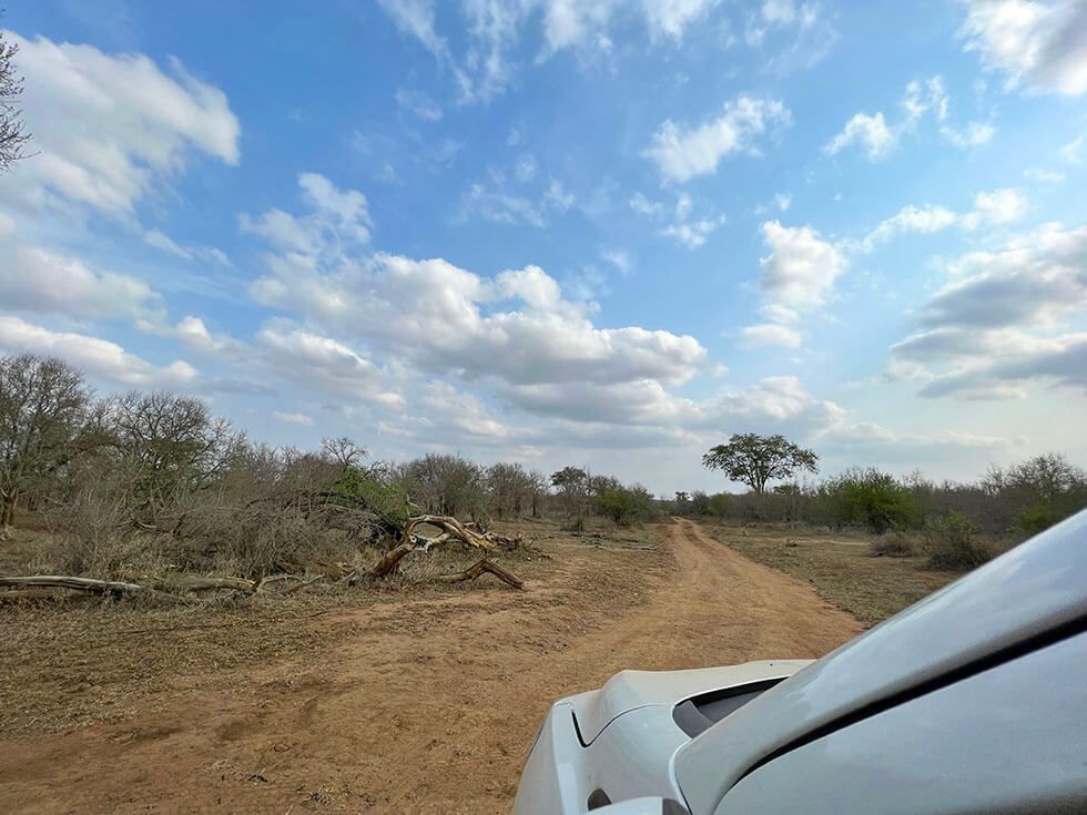 Una pista de tierra del Kruger vista desde el capó del coche, entre hierba seca y acacias