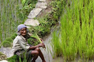 The Ifugao women of the Philippines
