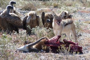 Lions don’t exist