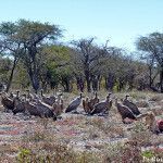 buitres en Etosha