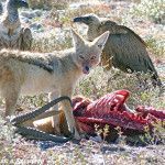 Fox etosha1