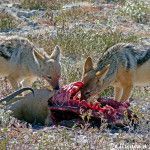 Chacales de lomo negro en Etosha