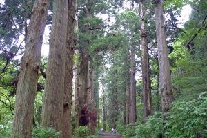 The Hakone Cedar Avenue in Japan