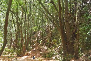 sendero de los guardianes centenarios