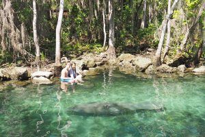 Dónde ver manatíes en Florida
