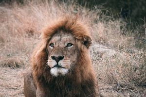 Viajar a Sudáfrica: Guía práctica 2024