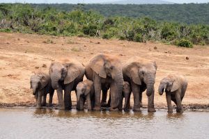 Wild Card, la tarjeta turística de Sudáfrica para ahorrar dinero