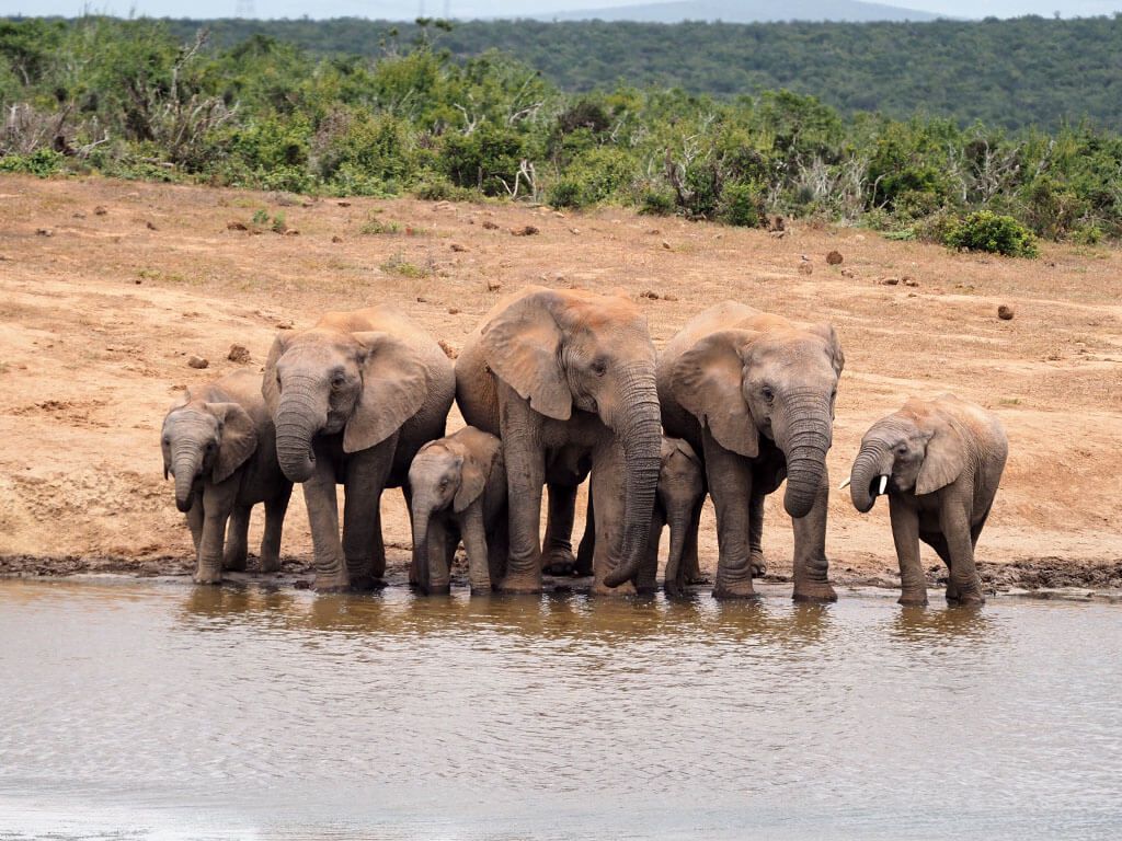 Wild Card, la tarjeta turística de Sudáfrica para ahorrar dinero