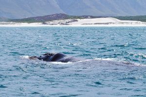 Hermanus, cómo visitar el paraíso de las ballenas en Sudáfrica