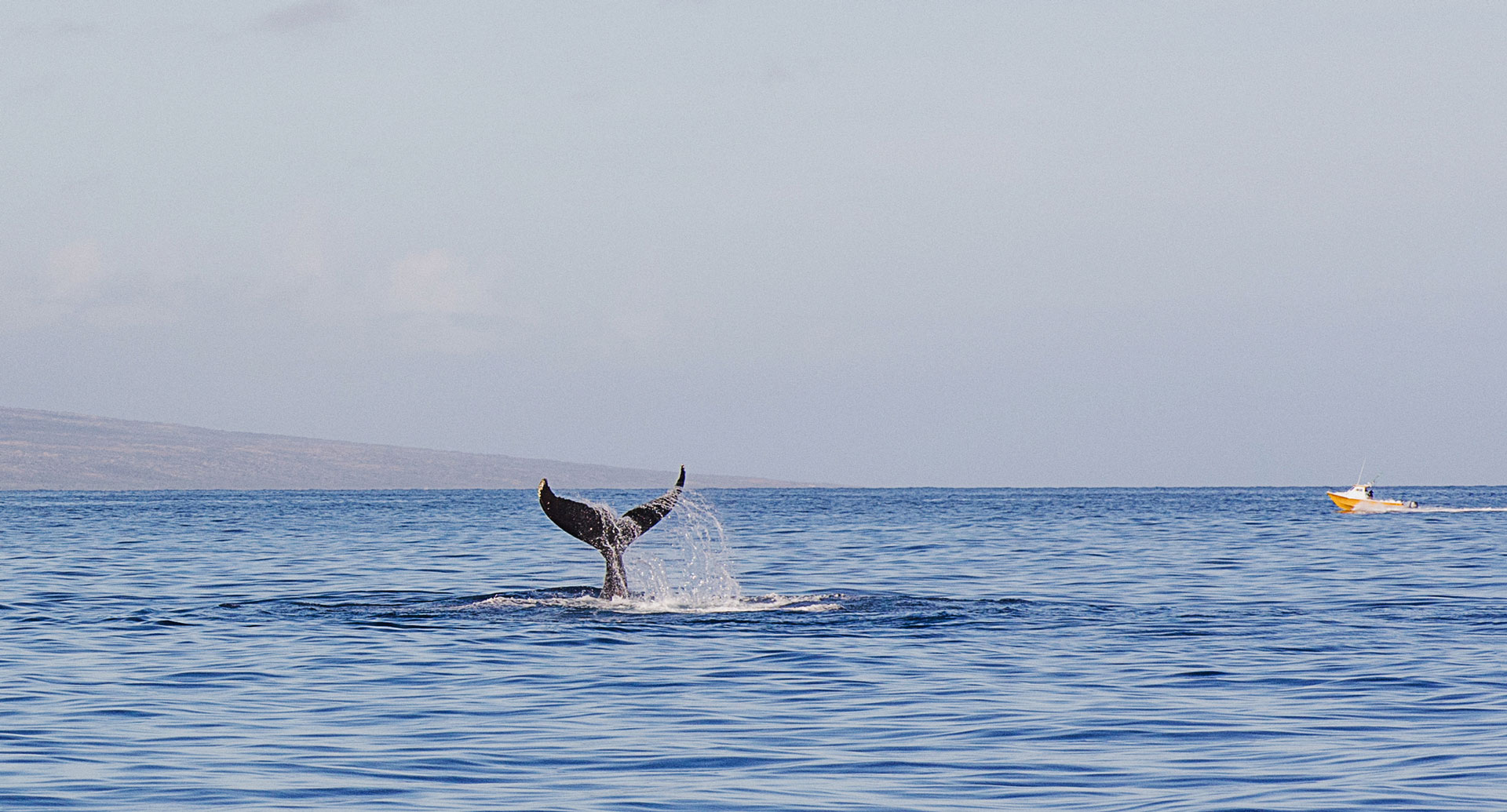 Costa de Hermanus, uno de los mejores lugares del mundo para avistar ballenas