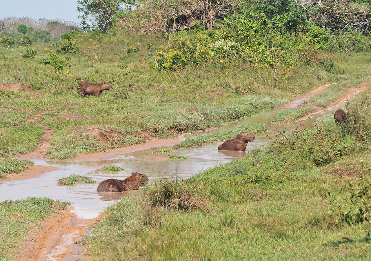 capibaras en Los Llanos, Colombia