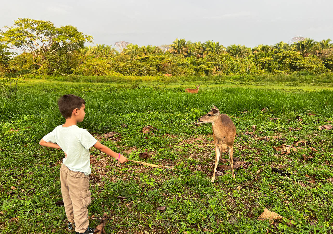 si vas a colombia en familia los peques disfrutan viendo animales en libertad como venados