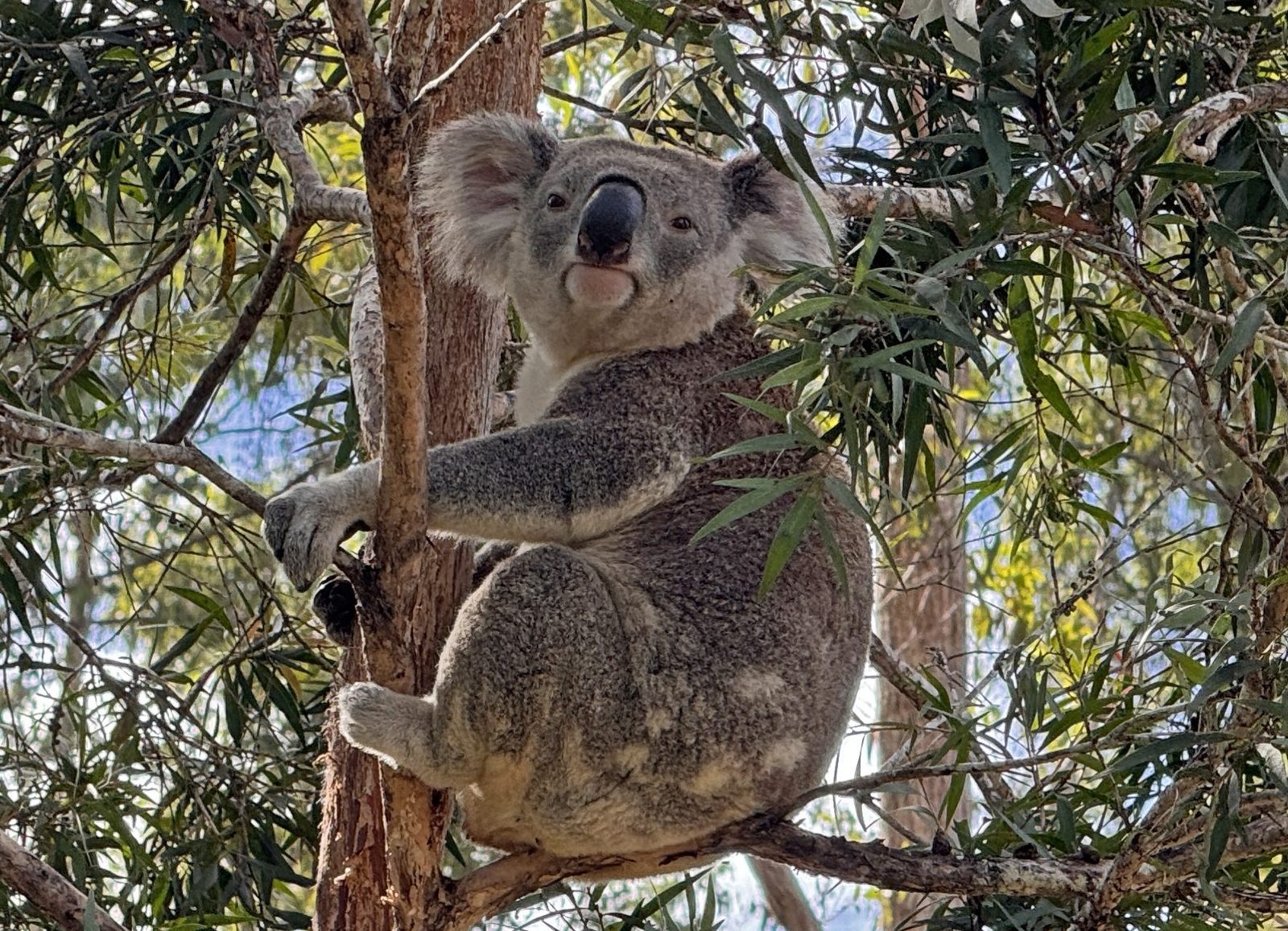 Australia con ninos nueva gales sur costa naturaleza