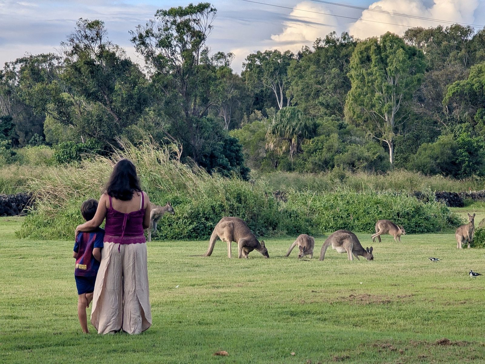 Australia con ninos queensland bundaberg hervey bay canguros