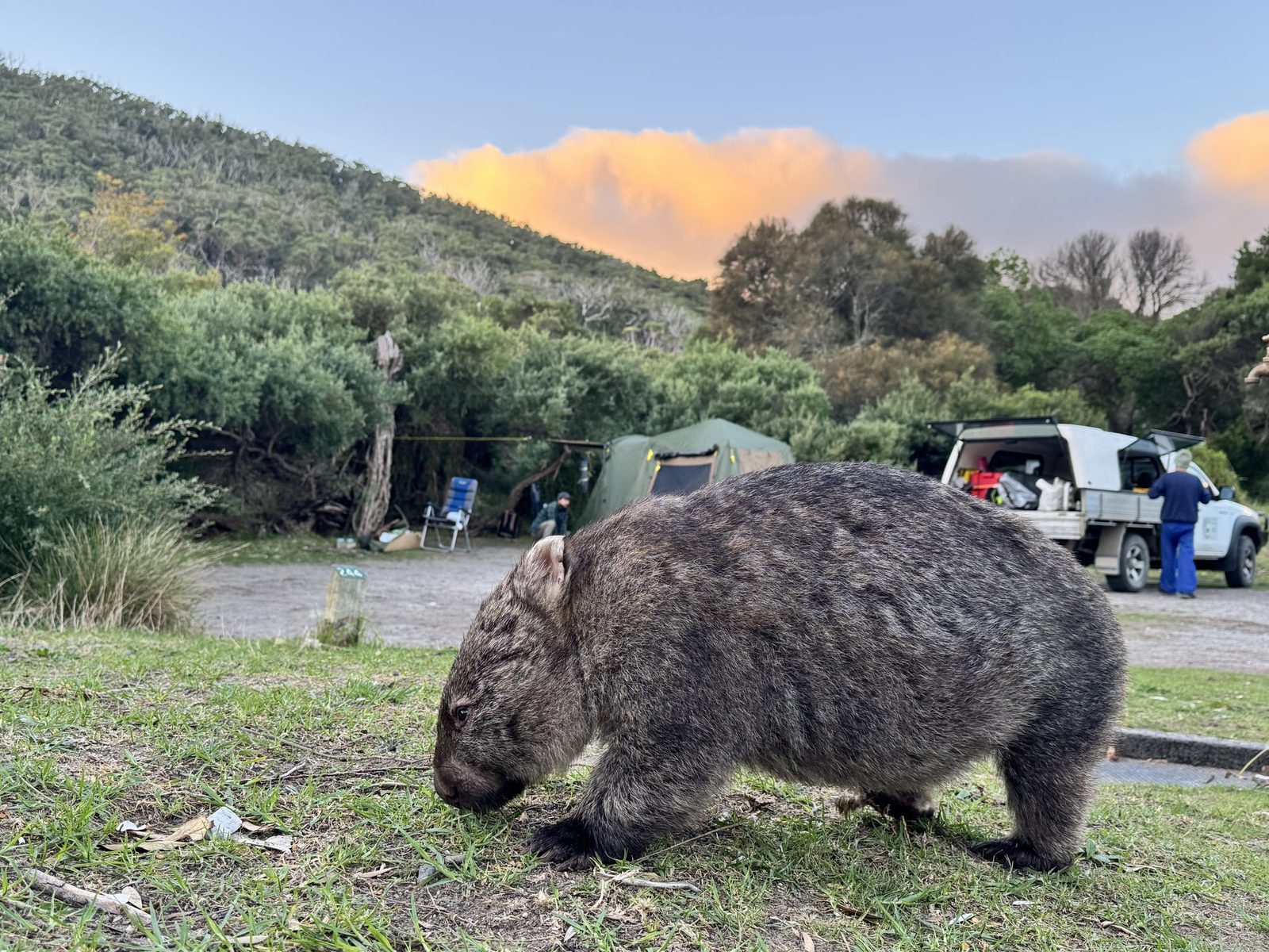 Australia con ninos wilsons promontory tidal river wombats