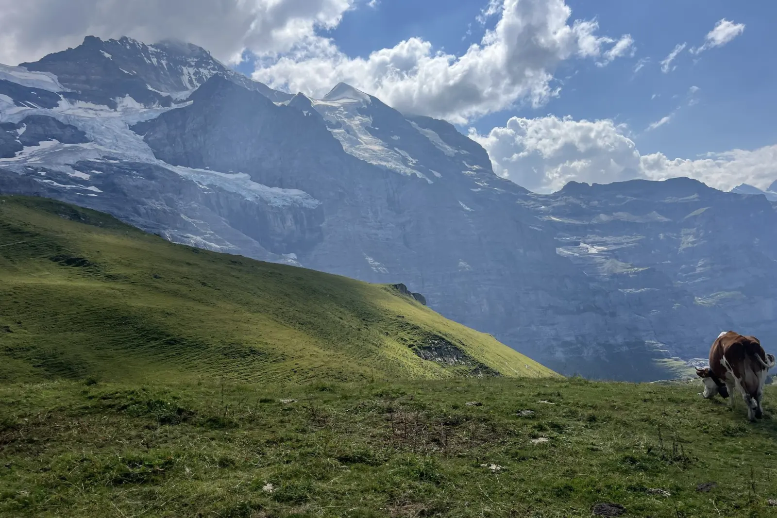 Vaca pastando bajo el Jungfrau cerca de Kleine Scheidegg